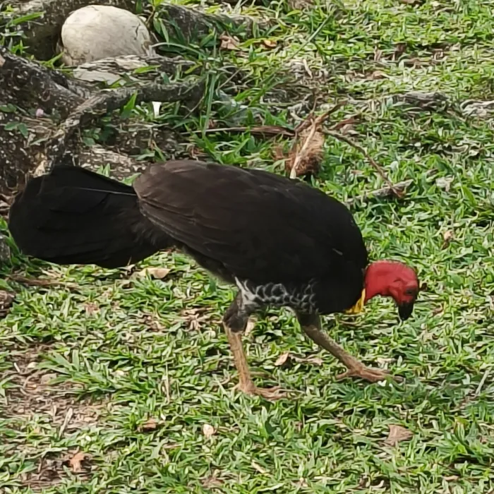 Spotted Australian Brushturkey