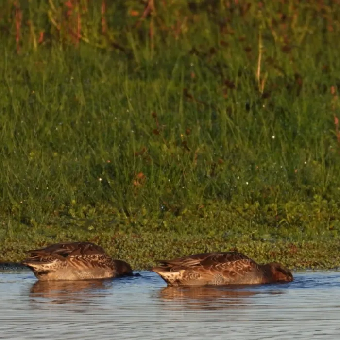 Spotted Green-winged Teal
