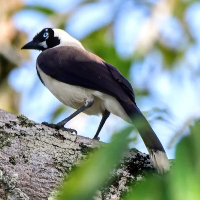 Spotted White-naped Jay