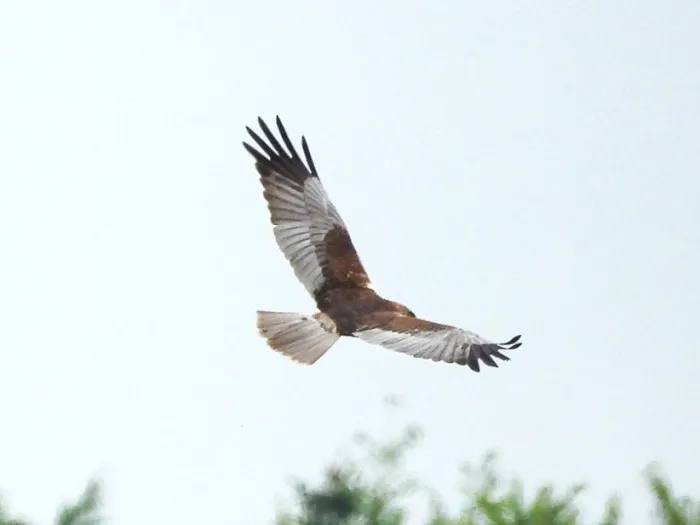 Spotted Western Marsh Harrier
