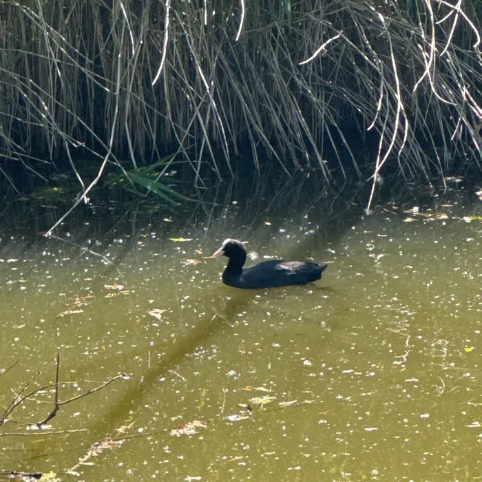 Waargenomen Meerkoet