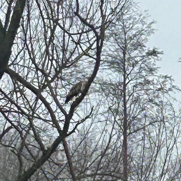 Spotted Eurasian Sparrowhawk