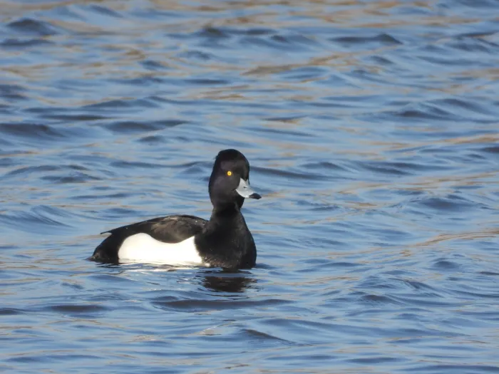 Spotted Tufted Duck