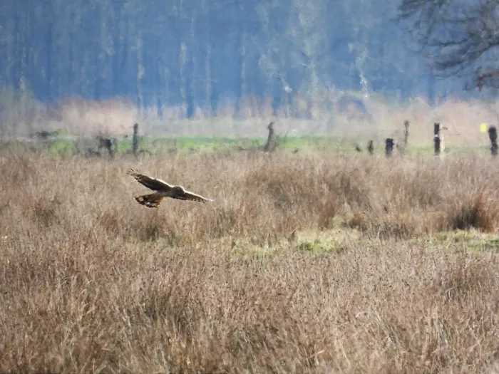 Gespotte Blauwe kiekendief