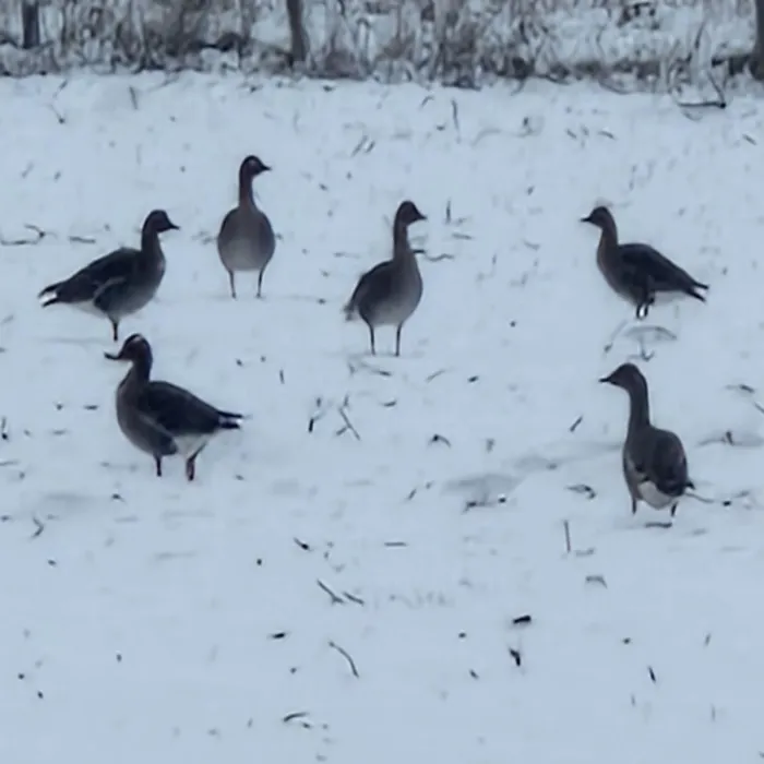 Spotted Pink-footed Goose