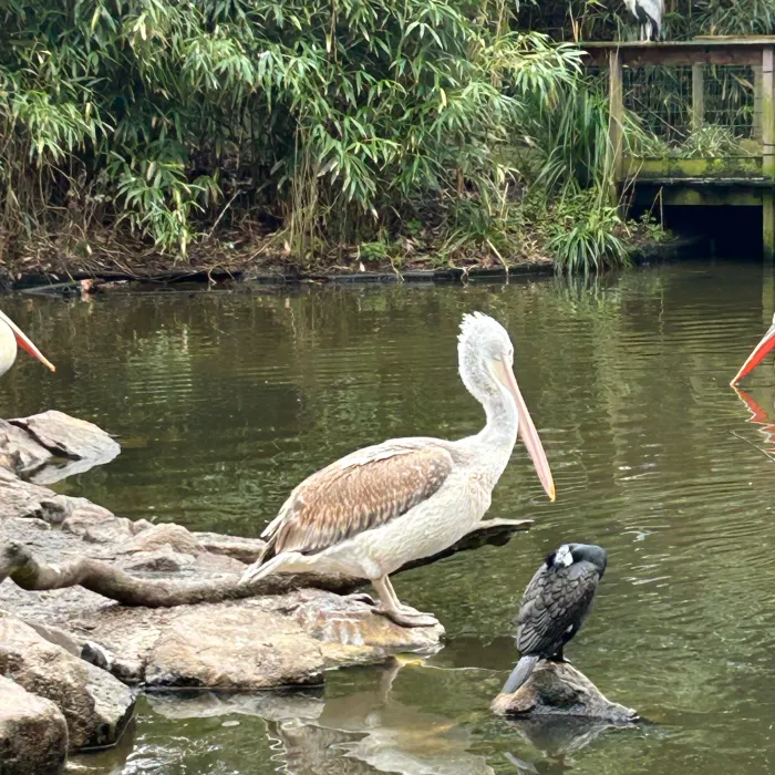 Gespotte Kroeskoppelikaan