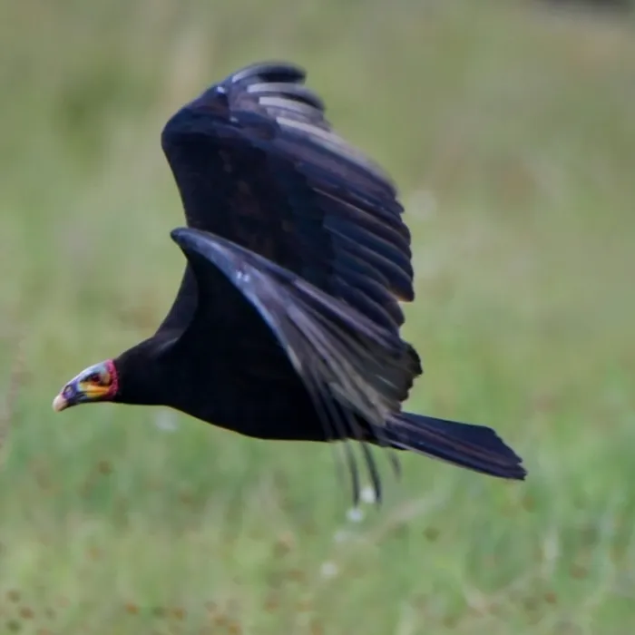 Spotted Lesser Yellow-headed Vulture