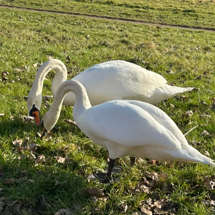 Spotted Mute Swan