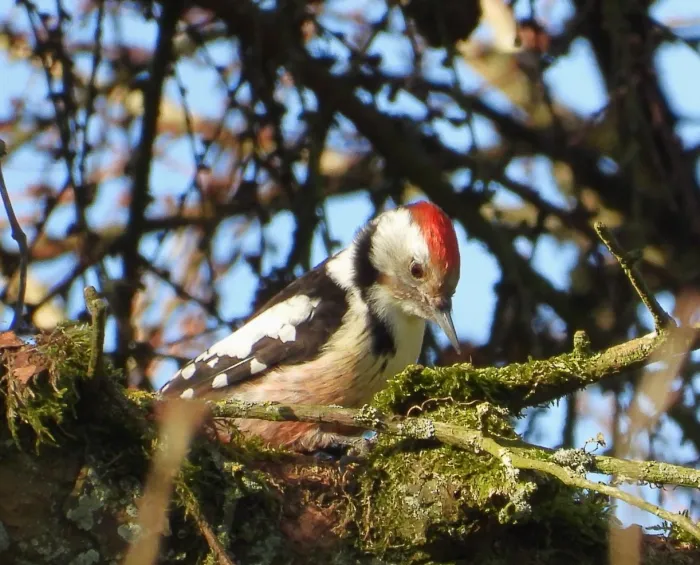 Gespotte Middelste bonte specht