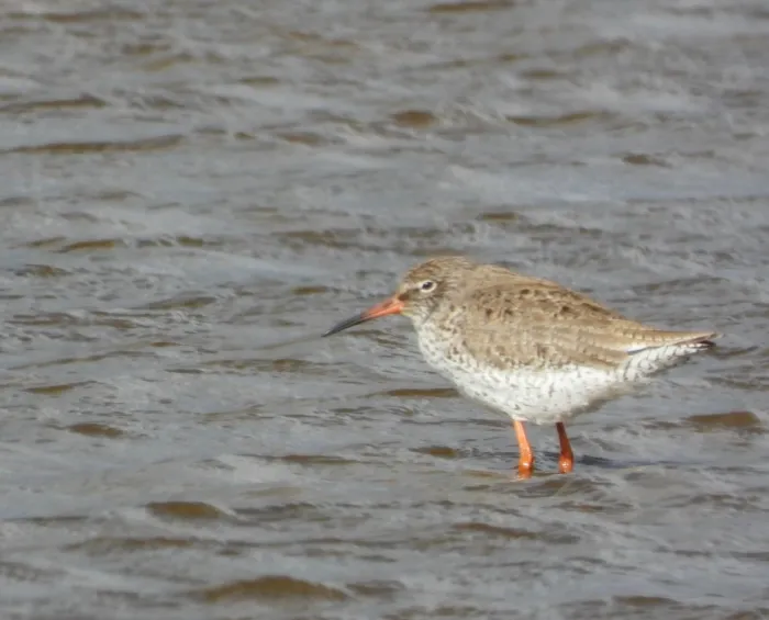 Spotted Common Redshank