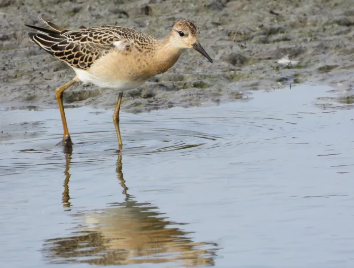 Spotted Ruff