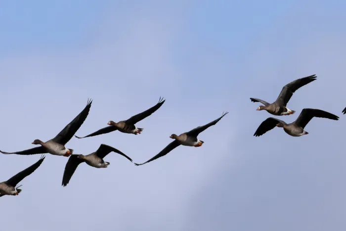 Waargenomen Grauwe gans