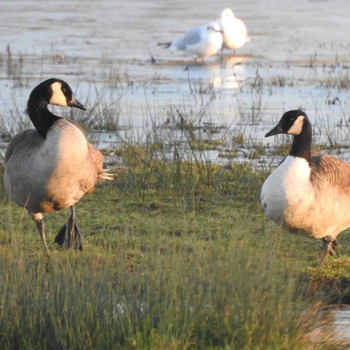 Spotted Canada Goose