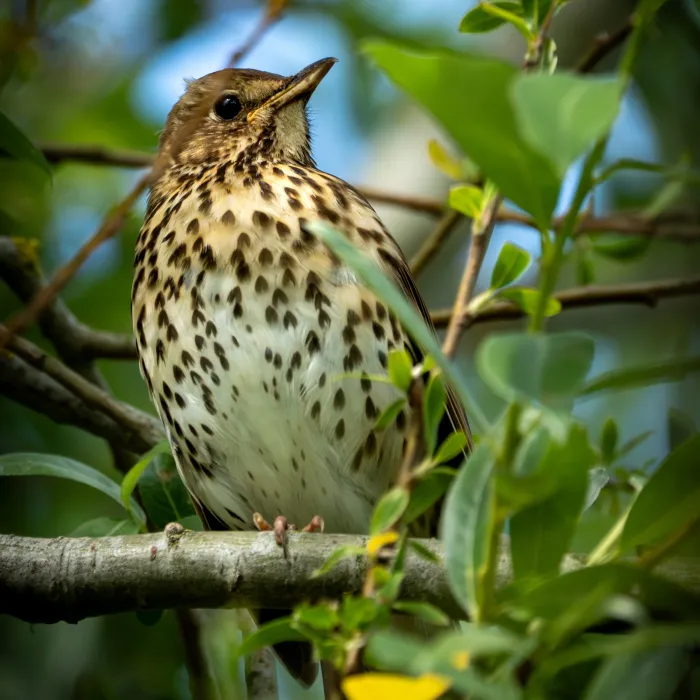 Spotted Song Thrush