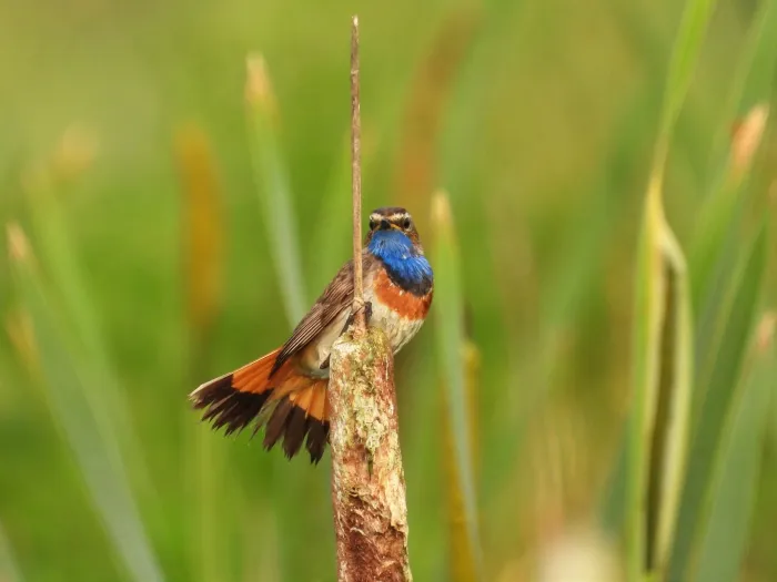 Waargenomen Blauwborst