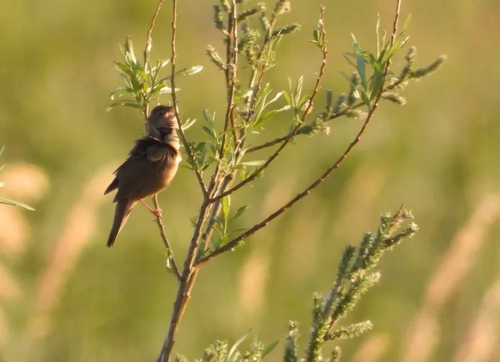 Spotted Savi's Warbler
