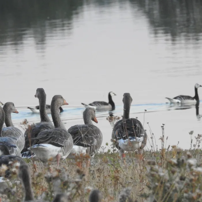 Spotted Barnacle Goose