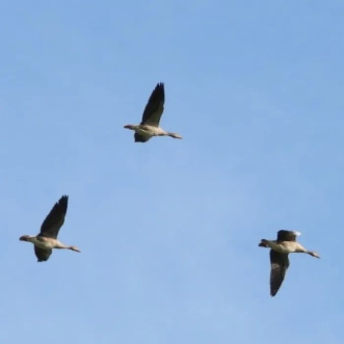 Spotted Graylag Goose