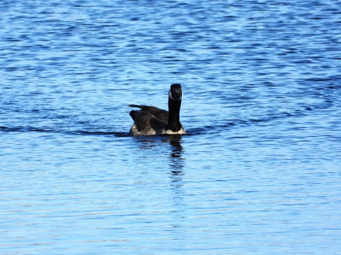 Gespotte Grote Canadese gans