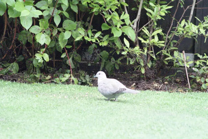 Gespotte Turkse tortel