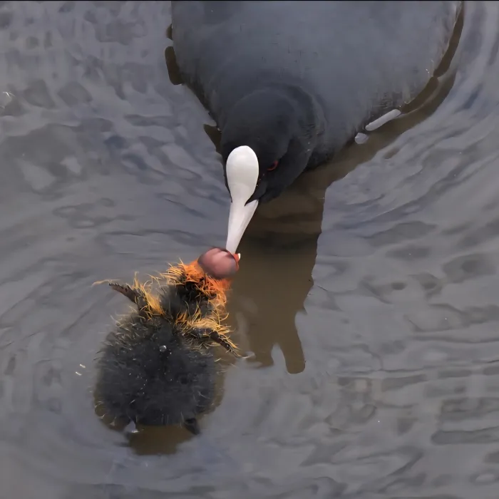 Spotted Eurasian Coot