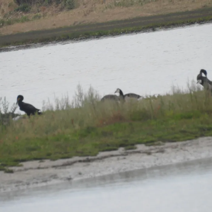 Spotted Great Cormorant