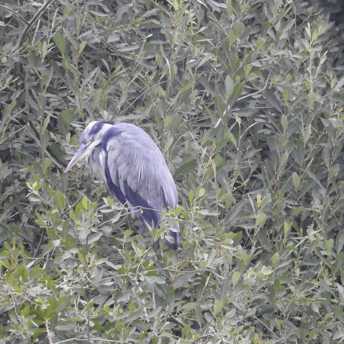 Spotted Gray Heron