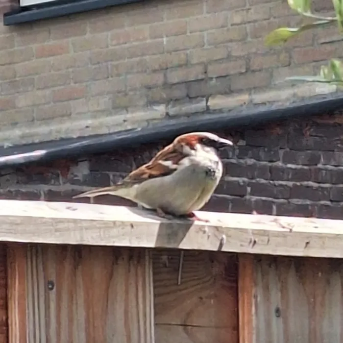 Spotted House Sparrow