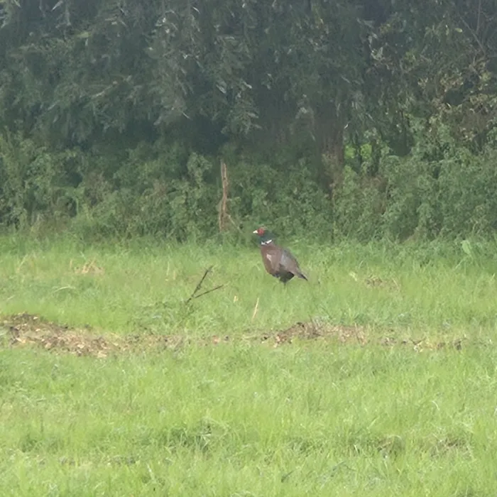 Spotted Ring-necked Pheasant