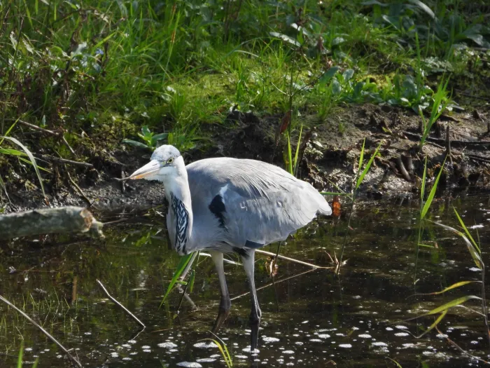 Waargenomen Blauwe reiger