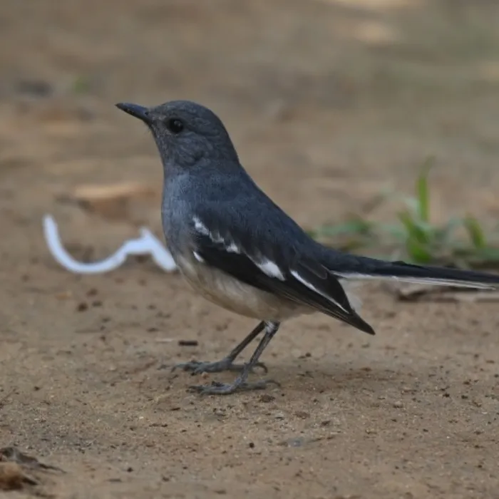 Spotted Oriental Magpie-Robin