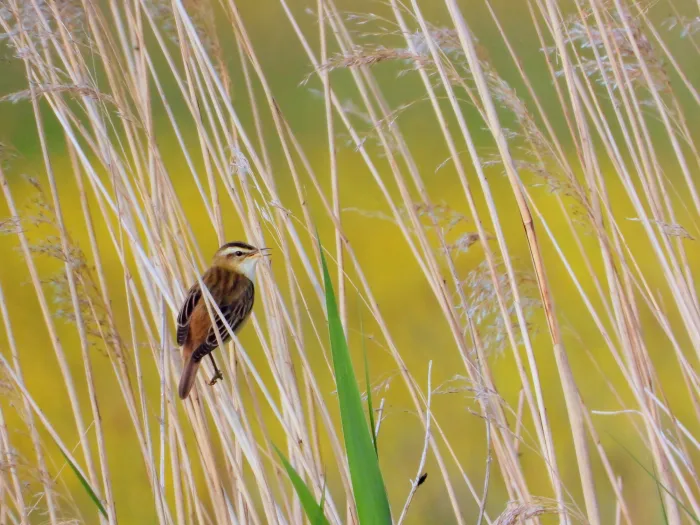Spotted Sedge Warbler