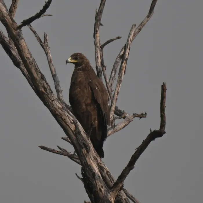 Spotted Greater Spotted Eagle