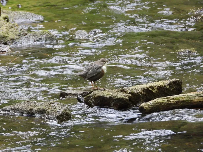 Waargenomen Waterspreeuw