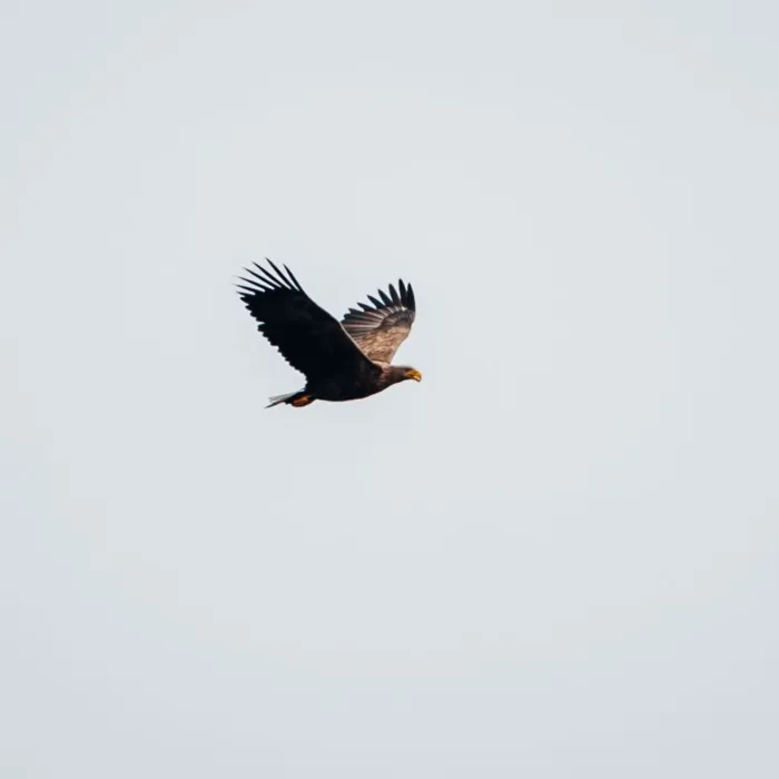Spotted White-tailed Eagle