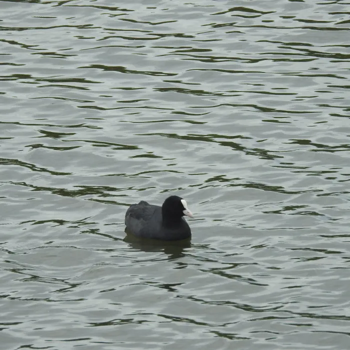 Spotted Eurasian Coot