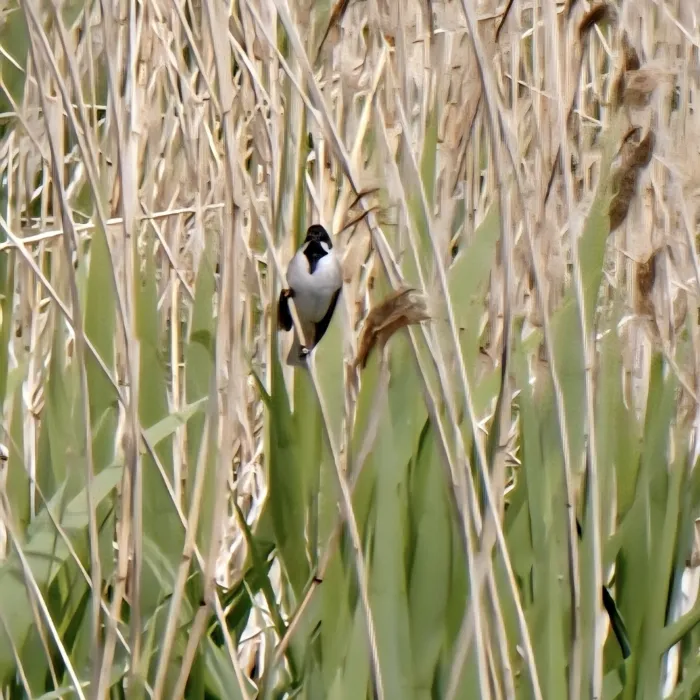 Spotted Reed Bunting