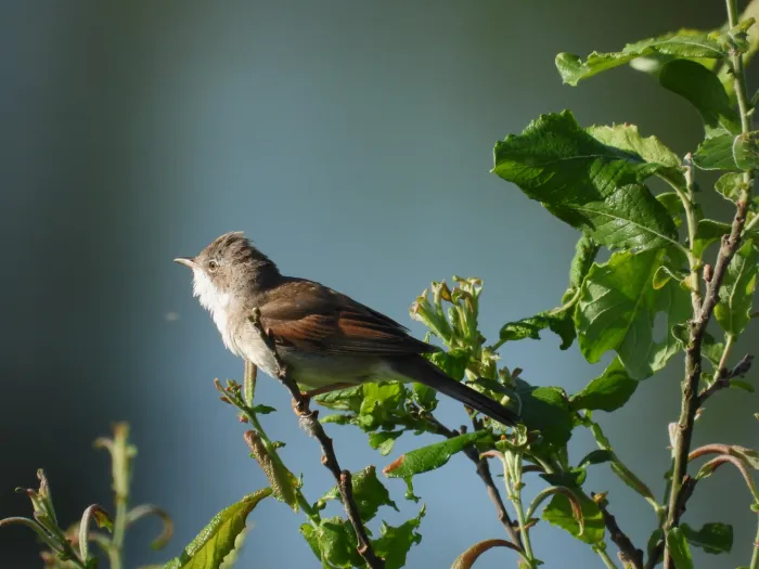 Spotted Greater Whitethroat
