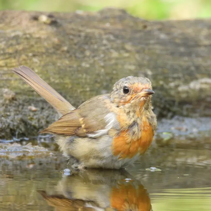 Waargenomen Roodborst