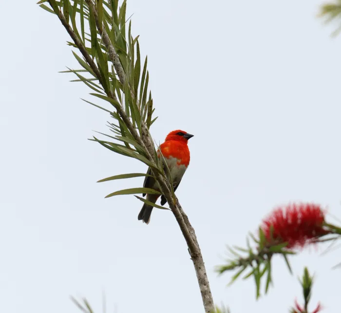 Red Fody
