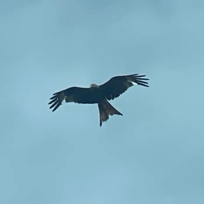 Spotted Red Kite