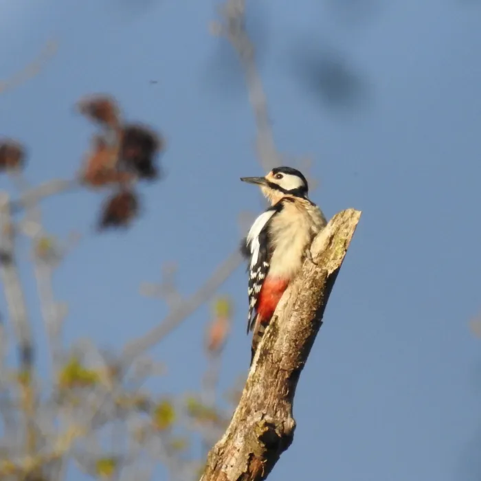 Spotted Great Spotted Woodpecker
