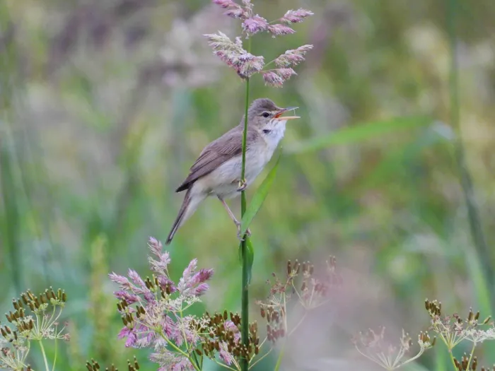 Spotted Marsh Warbler