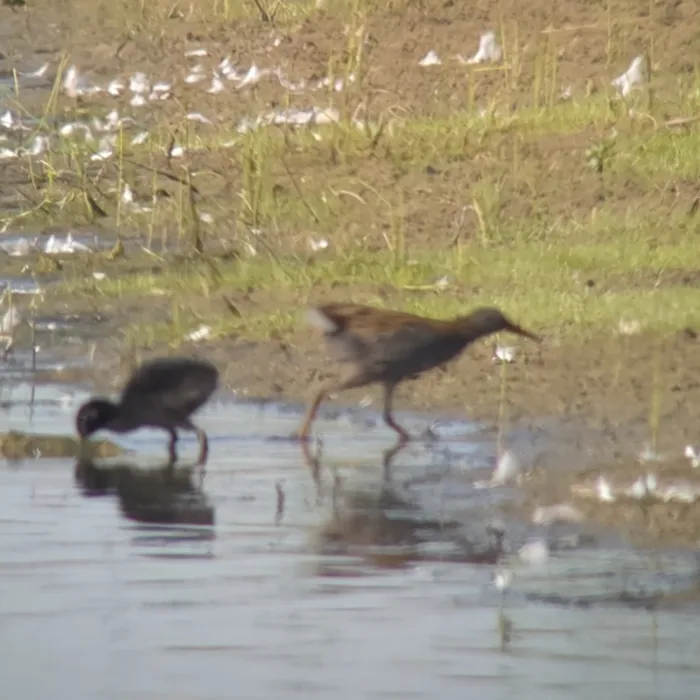 Spotted Water Rail