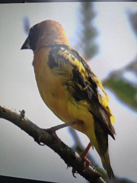 Spotted Village Weaver