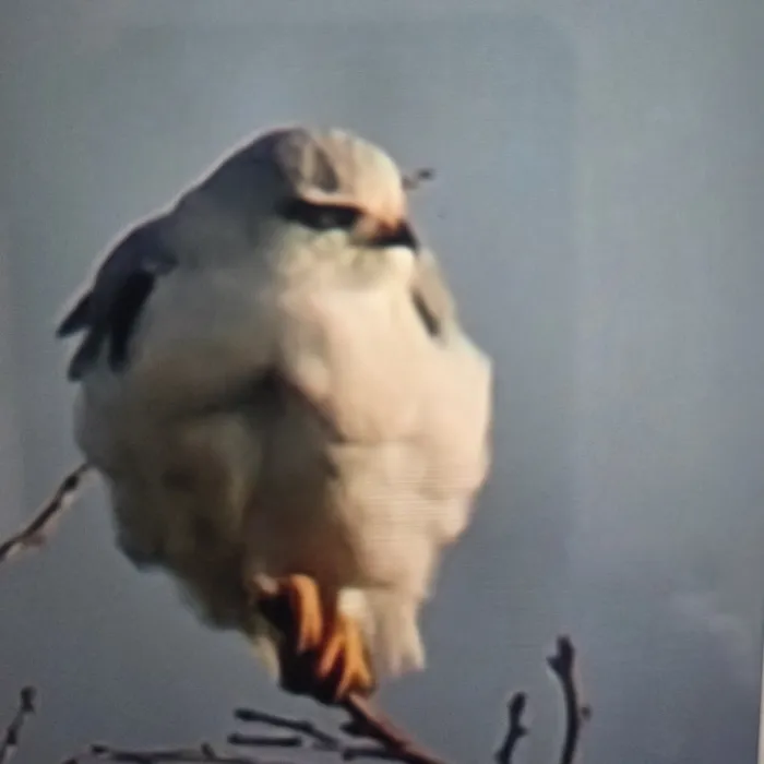 Spotted Black-winged Kite