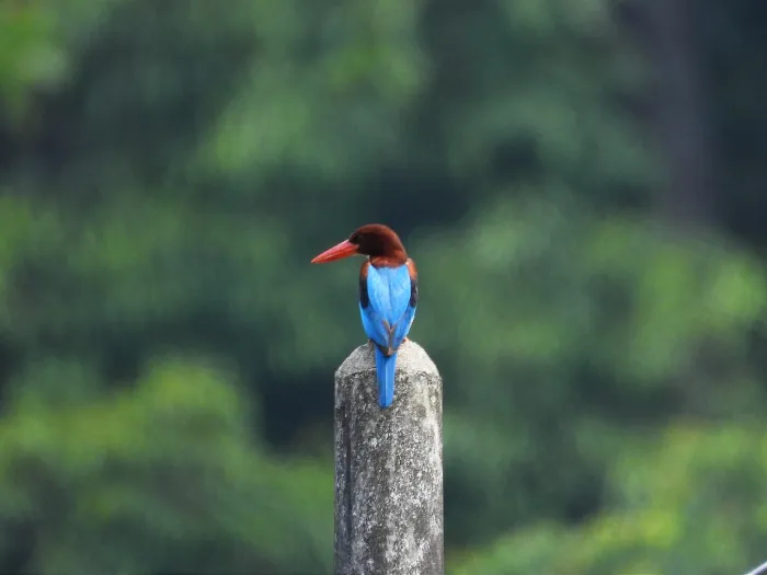 Gespotte Smyrnaijsvogel