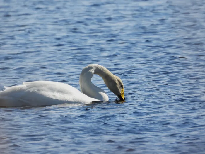 Gespotte Wilde zwaan