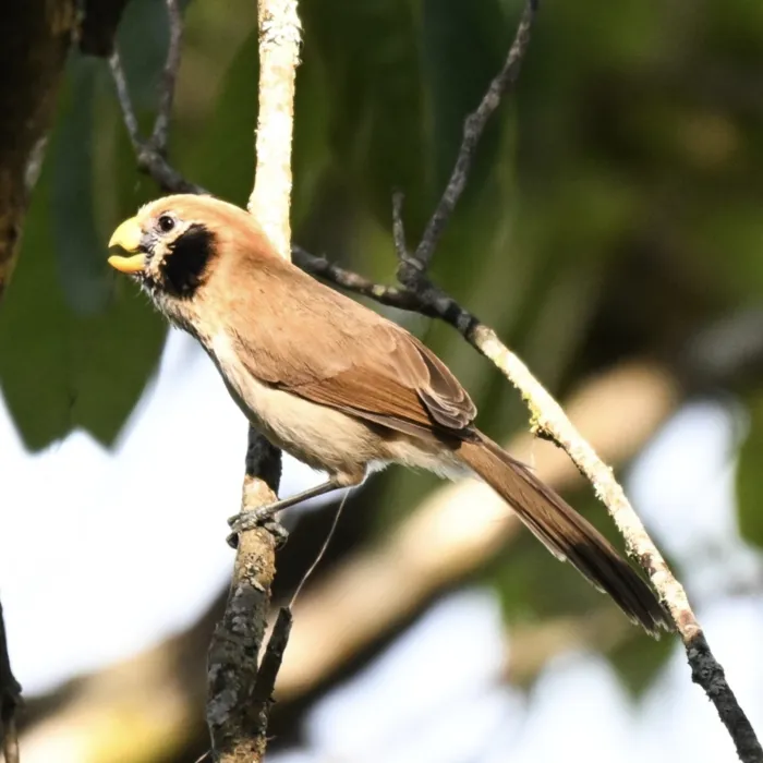 Gespotte Schubborstdiksnavelmees