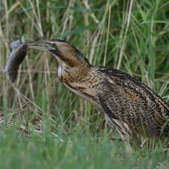 Eurasian Bittern